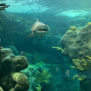 Meet your Posher, Thomas